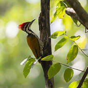 Common Flameback