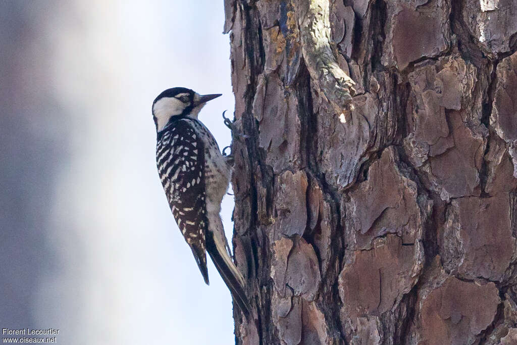 Red-cockaded Woodpecker