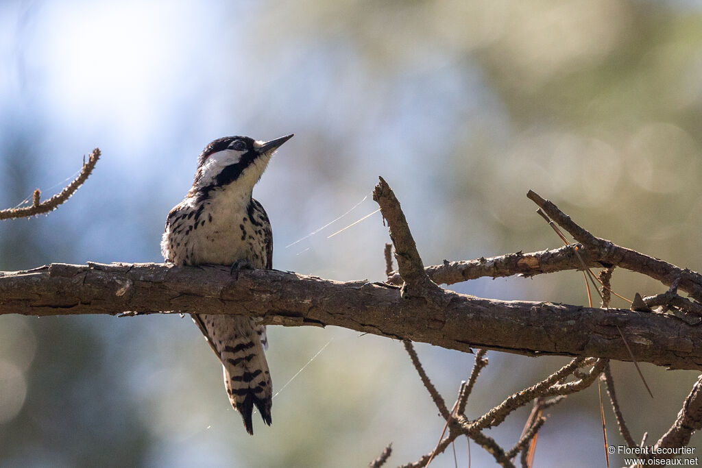 Red-cockaded Woodpecker