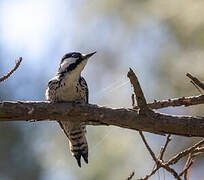 Red-cockaded Woodpecker