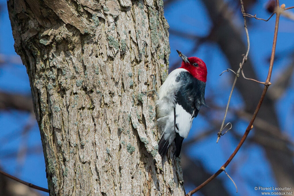 Red-headed Woodpecker