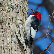 Red-headed Woodpecker