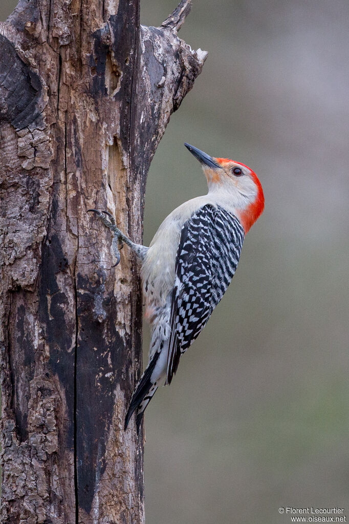 Red-bellied Woodpecker