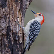 Red-bellied Woodpecker