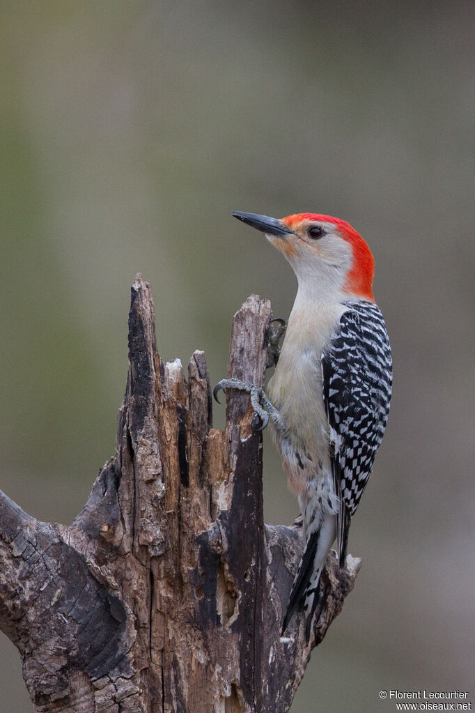 Red-bellied Woodpecker