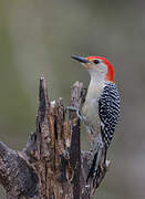 Red-bellied Woodpecker