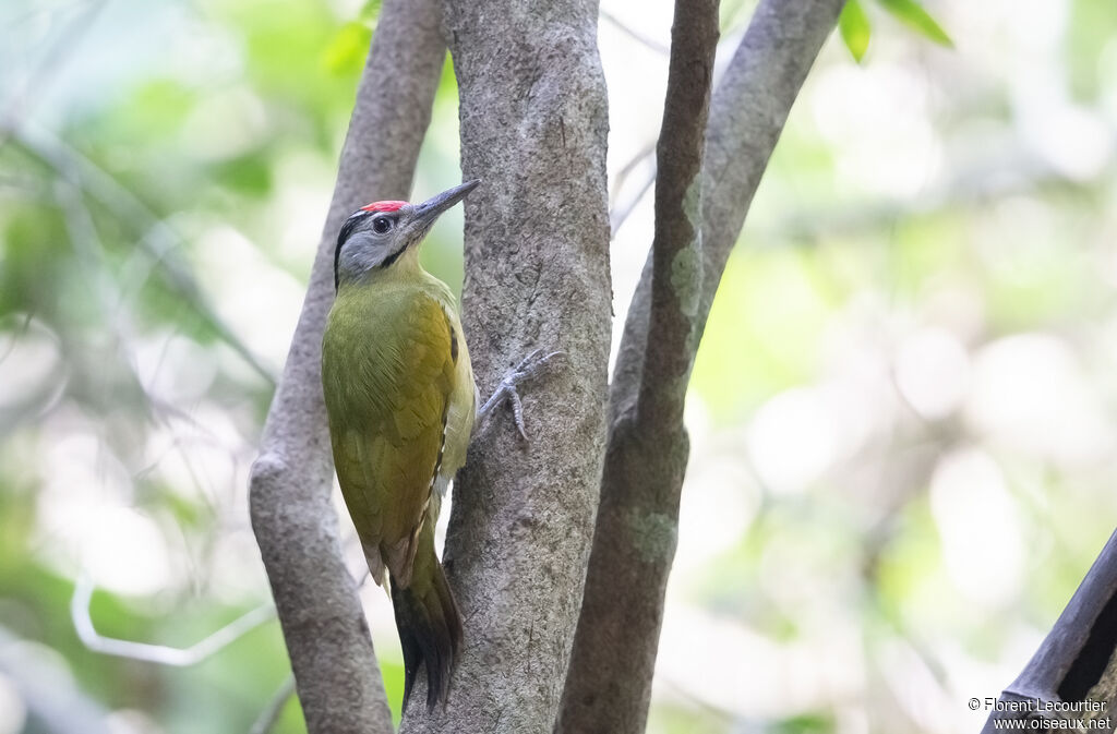 Grey-headed Woodpecker male