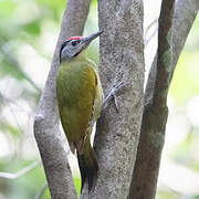 Grey-headed Woodpecker