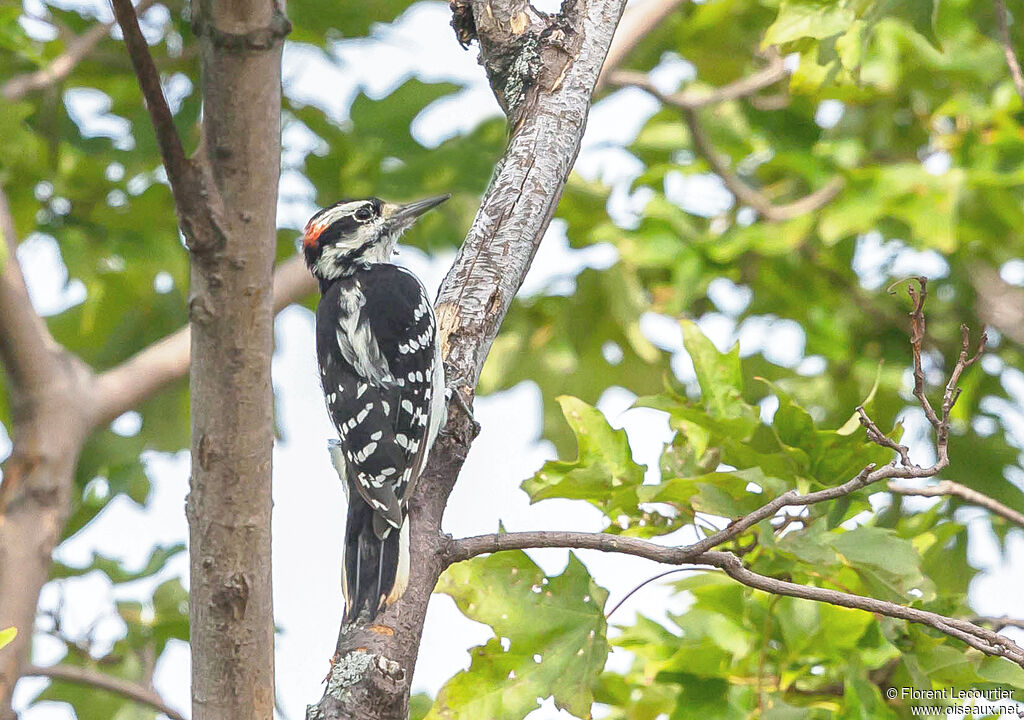 Hairy Woodpecker male adult