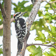 Hairy Woodpecker