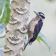 Hairy Woodpecker