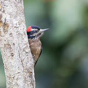 Hairy Woodpecker