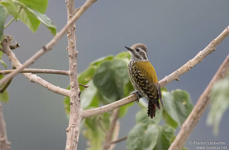 Abyssinian Woodpecker female