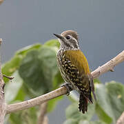 Abyssinian Woodpecker