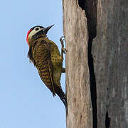 Spot-breasted Woodpecker