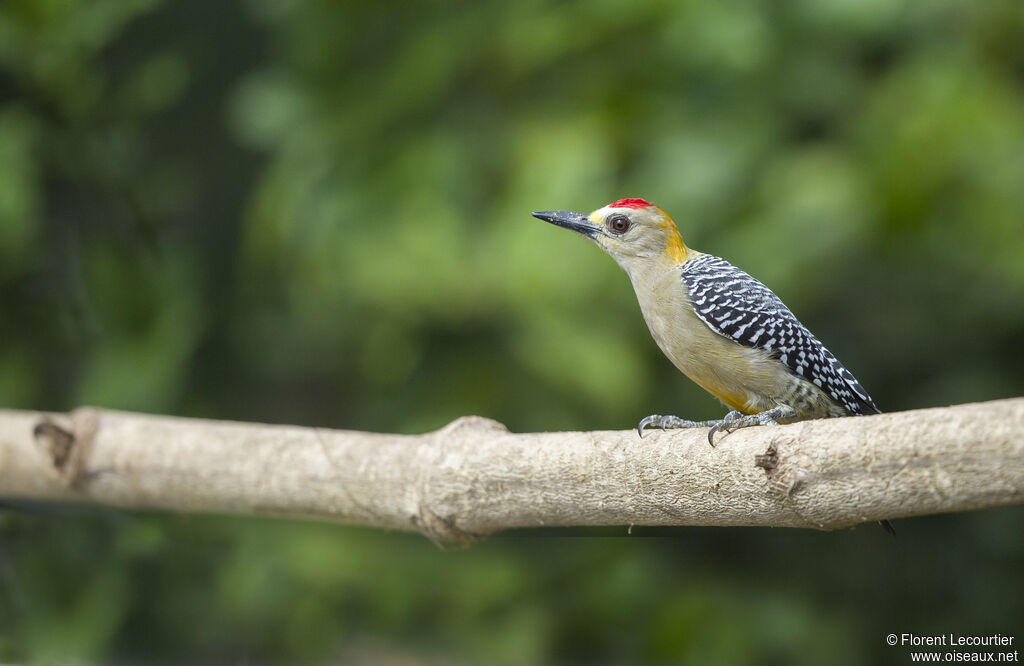 Hoffmann's Woodpecker