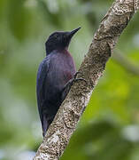 Guadeloupe Woodpecker
