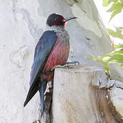 Lewis's Woodpecker