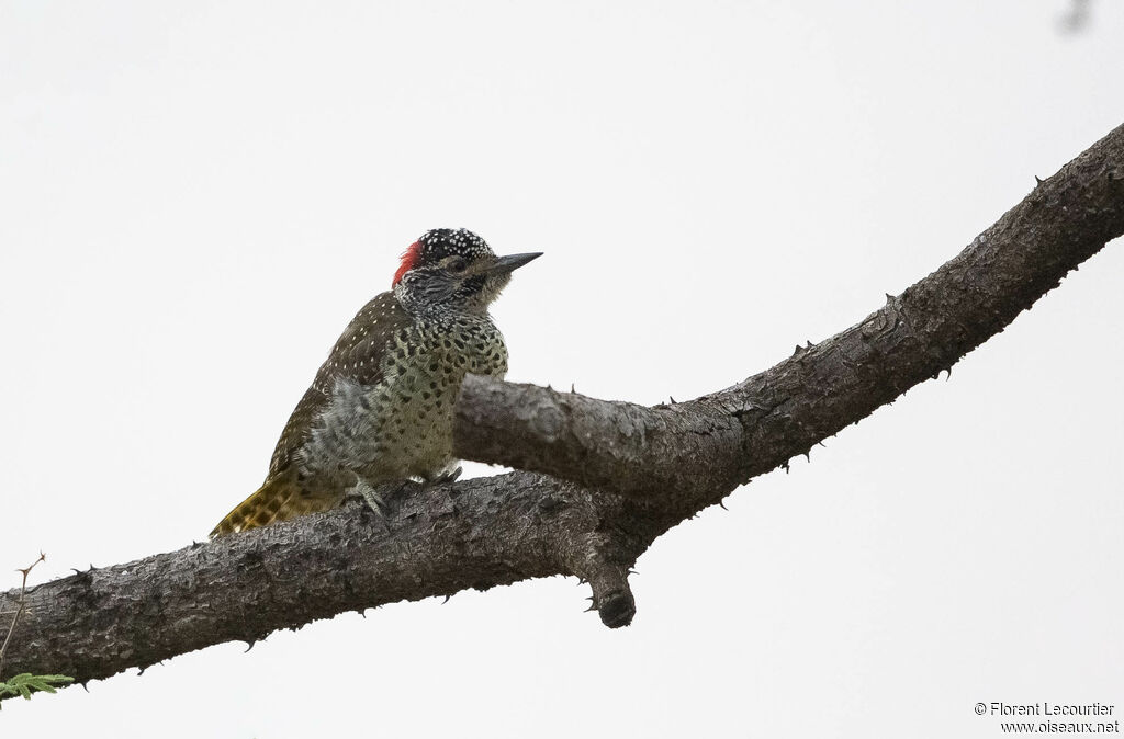 Nubian Woodpecker female