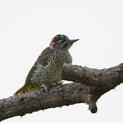 Nubian Woodpecker