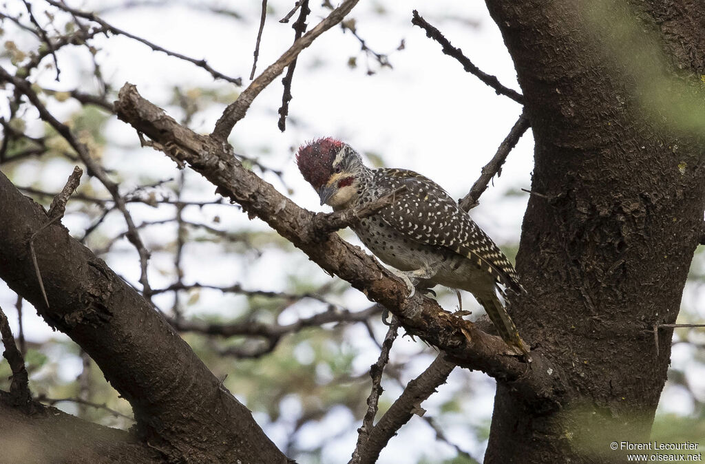 Nubian Woodpecker male