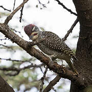 Nubian Woodpecker