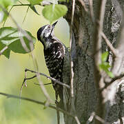 Nuttall's Woodpecker