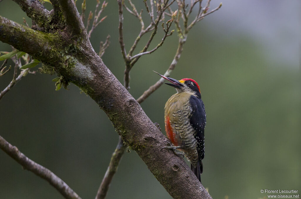 Black-cheeked Woodpecker