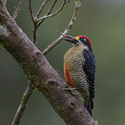 Black-cheeked Woodpecker