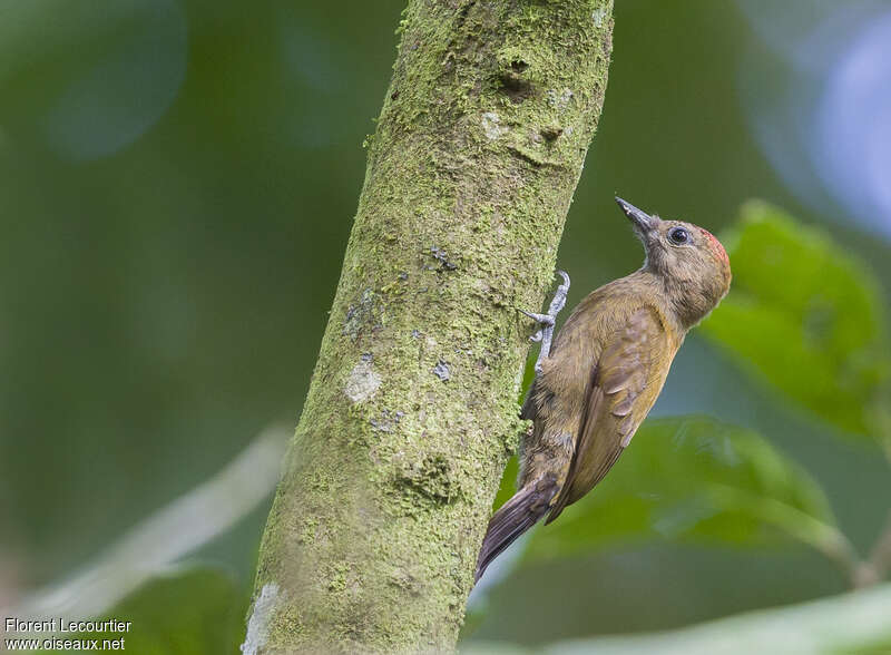 Smoky-brown Woodpecker male adult, identification