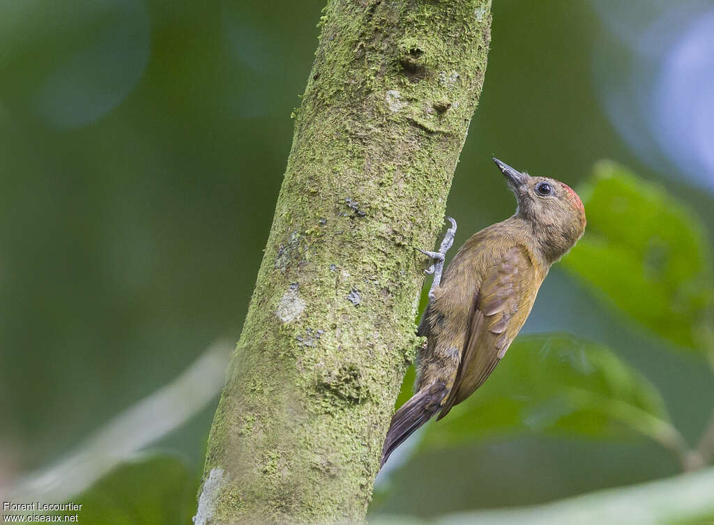 Smoky-brown Woodpecker male adult, identification