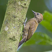 Smoky-brown Woodpecker