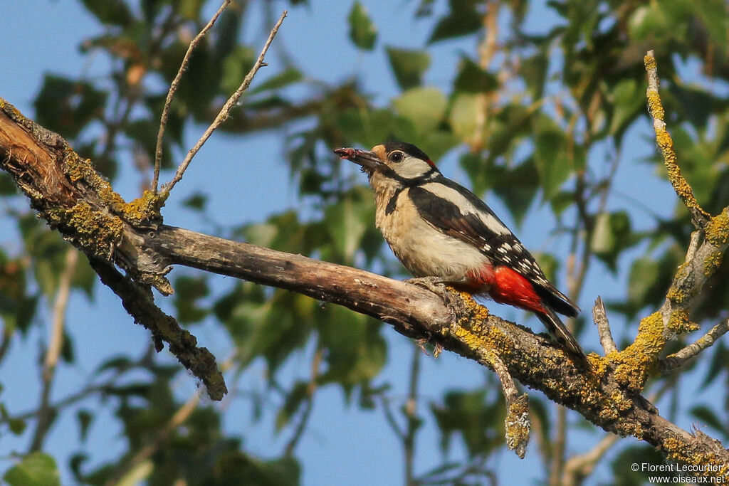 Great Spotted Woodpecker male adult