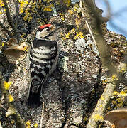 Lesser Spotted Woodpecker