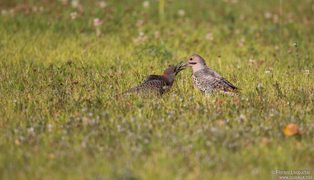 Northern Flicker