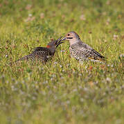 Northern Flicker