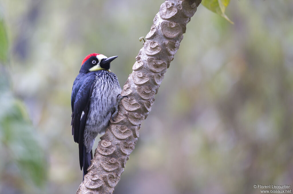 Acorn Woodpecker male