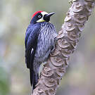 Pic glandivore