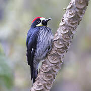 Acorn Woodpecker