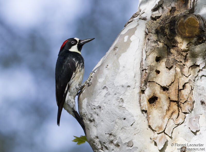 Acorn Woodpecker female