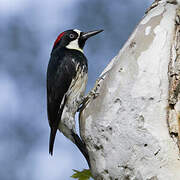 Acorn Woodpecker