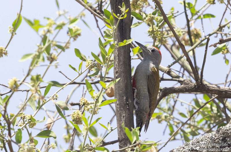 African Grey Woodpecker