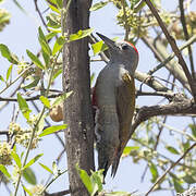 African Grey Woodpecker