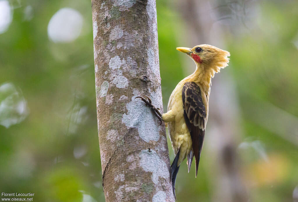 Cream-colored Woodpecker male adult, identification