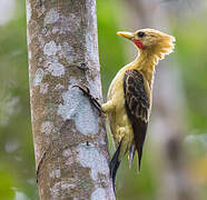 Cream-colored Woodpecker