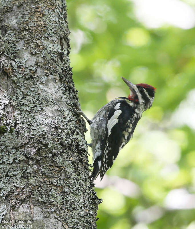 Yellow-bellied Sapsucker male adult, identification