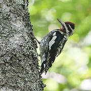 Yellow-bellied Sapsucker