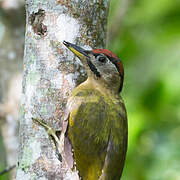 Laced Woodpecker