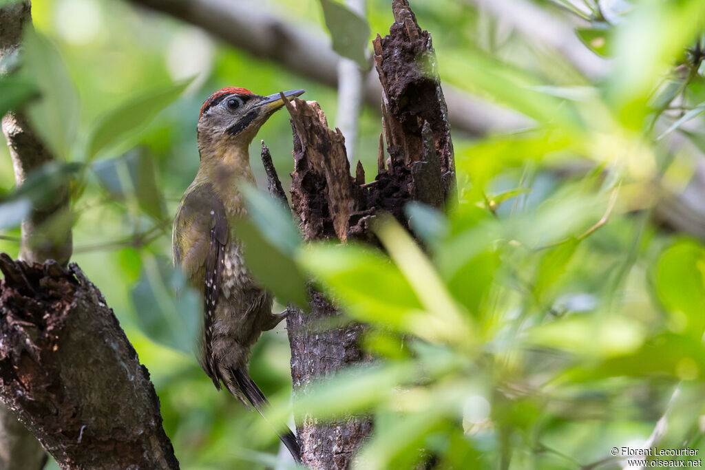 Laced Woodpecker male adult