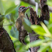 Laced Woodpecker